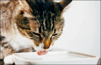 Quelle quantité deau un chat doit-il boire par jour ?