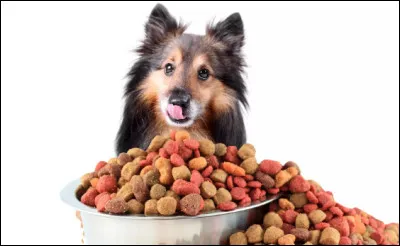 Quel est lavantage des croquettes pour chiens ?