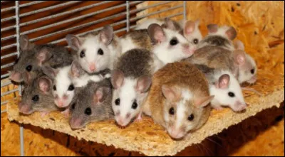 Que faut-il éviter dans la nourriture des rongeurs ?