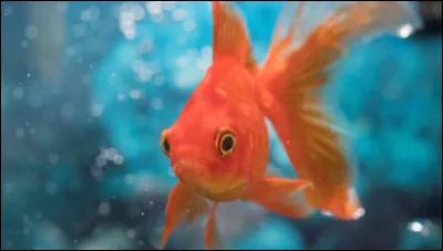 Quelle alimentation est adaptée pour un poisson rouge ?