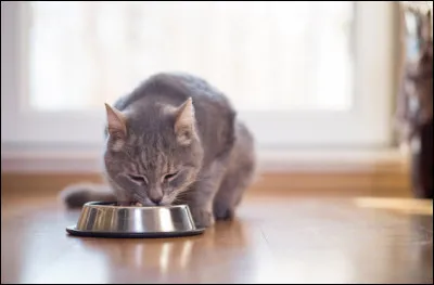 Que doit contenir principalement lalimentation dun chat ?