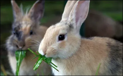 Que faut-il donner en priorité à un lapin ?