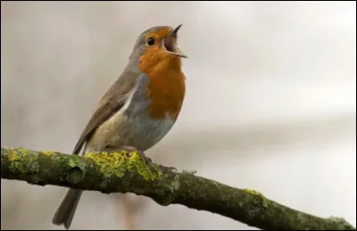 Quel aliment est mortel pour les oiseaux ?