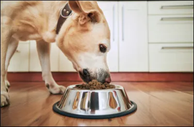 Combien de repas par jour un chien adulte doit-il recevoir ?
