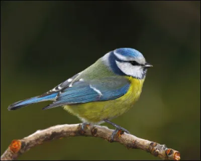 Quel complément alimentaire est utile pour les oiseaux ?