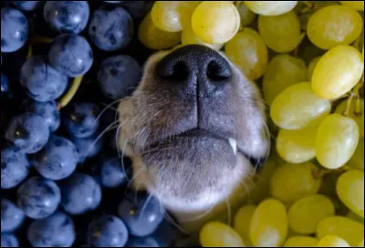 Pourquoi les raisins sont-ils dangereux pour les chiens ?