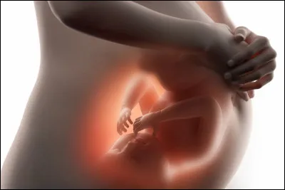 Les jumeaux monozygotes partagent-ils le même sac amniotique ?