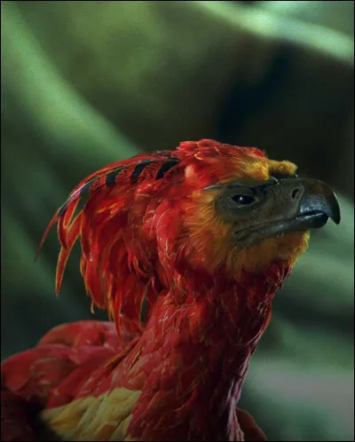 Comment s'appelle cet oiseau ?