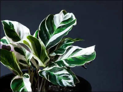 Quel est ton r&ecirc;ve ?