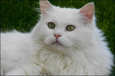 Quel est ton animal favori ?