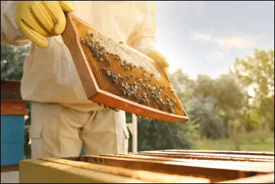 Combien de reines peut-il y avoir dans une ruche à un moment donné ?