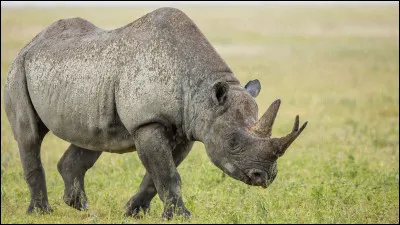 De quoi est principalement composée la corne du rhinocéros ?
