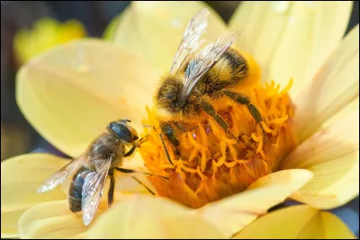Quel rôle a la nouvelle reine une fois choisie par les abeilles ?