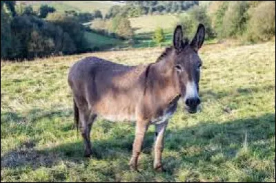 Le bardot est un équidé hybride issu du croisement entre un étalon et une ânesse.