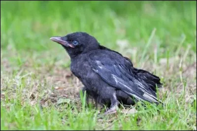 Que collectionne un philocorbien ?