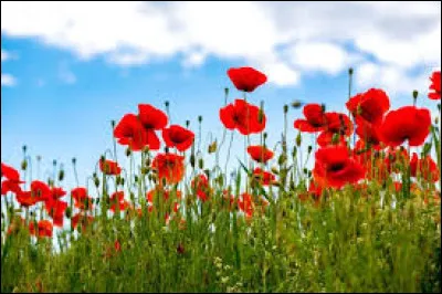 Complétez l'expression suivante : "Soleil de...