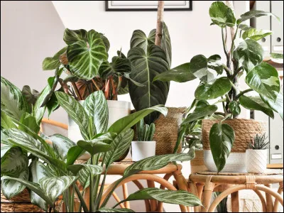 Aimerais-tu avoir des plantes dans ta chambre ?