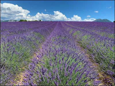 Top ! Je suis un lieu situé dans le sud-est de la France, particulièrement célèbre pour mes vastes champs de lavande qui colorent le paysage en été. J'ai inspiré de nombreux artistes et écrivains, et je suis reconnu pour ma beauté naturelle et mon atmosphère calme. On me trouve en Provence, dans le département des Alpes-de-Haute-Provence. Je suis