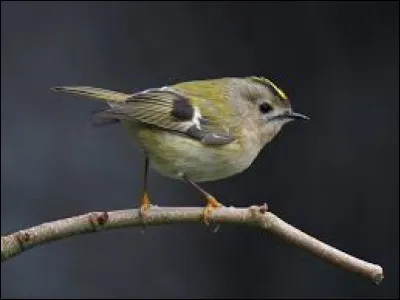 Quel est le plus petit oiseau en France ?