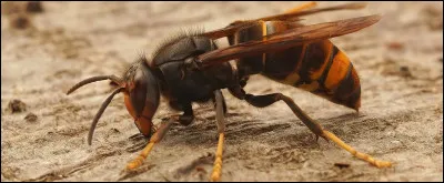 Vespa est le nom scientifique du...