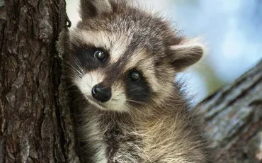 Quiz Animaux