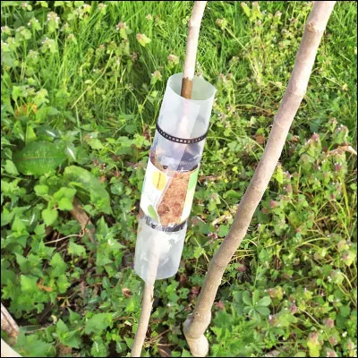 Top ! Je suis une technique de multiplication végétative utilisée pour reproduire une plante sans avoir besoin de semence. Je consiste à faire enraciner une branche tout en la maintenant attachée à la plante mère, avant de la couper pour en faire une nouvelle plante indépendante. Cette méthode est particulièrement adaptée aux plantes ligneuses et aux arbustes. Je suis