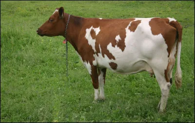 Vrai ou faux : la crotte de la vache est appelée la brousse.