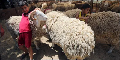 Vrai ou faux : la crotte des moutons est appelée la pétoulette.