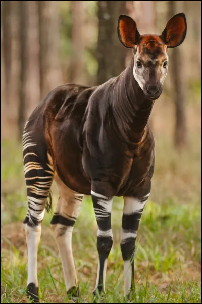 Voici un mammifère herbivore originaire des forêts équatoriales de la République démocratique du Congo.
Quel est cet animal ?
