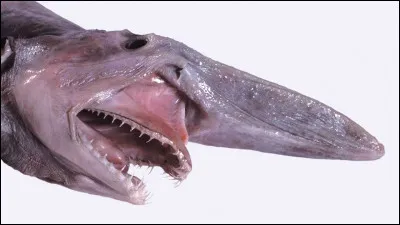 Voici un poisson vivant dans les profondeurs océaniques, principalement observé entre 200 et 300 mètres de profondeur.
Quel est cet animal ?