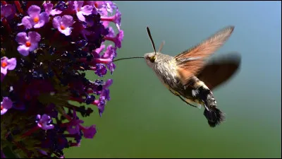 Voici un papillon qui se distingue par son vol stationnaire et ses ailes battant rapidement, ressemblant à un colibri.
Il se nourrit principalement de nectar floral à l'aide de sa longue trompe et peut pondre jusqu'à 200 ufs sur des plantes spécifiques.
Quel est cet animal ?