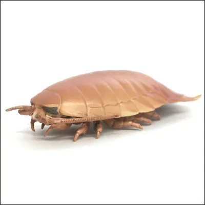 Voici un animal des profondeurs marines, pouvant atteindre jusqu'à 50 cm et peser jusqu'à 1,7 kg.
Sa reproduction se fait par fécondation interne, avec la femelle portant les œufs dans une poche ventrale appelée marsupium, offrant ainsi protection et nutriments aux jeunes.
Il joue un rôle essentiel dans les écosystèmes marins.
Quel est cet animal ?