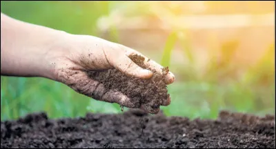 Aimes-tu l'arrière-goût terreux ?