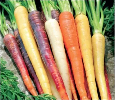 Quelle carotte préfères-tu ?