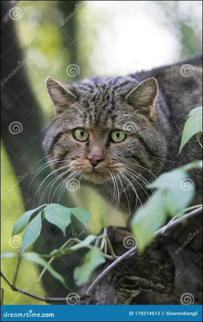 Si jamais tu apprends qu'elle t'a trompé, comment réagis-tu ?