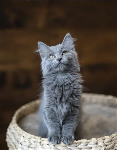 Et pour finir une petite charade : 
Mon premier est le contraire de moins,
Mon deuxième est un pronom,
Mon troisième est la couleur du chat sur l'image qui est affichée juste au-dessus.
Mon tout est un guerrier du Clan du Tonnerre.