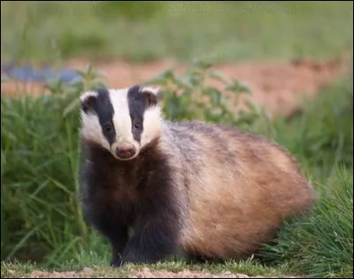 Tu vois un blaireau affamé à l'horizon. Il semble te vouloir du mal. Que fais-tu ?