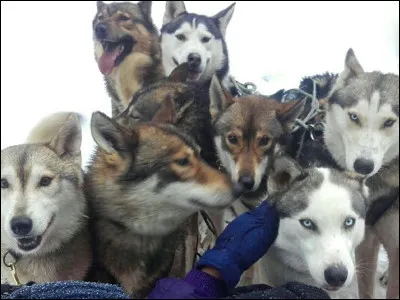 Comment s'appelle le chien de Louane ?