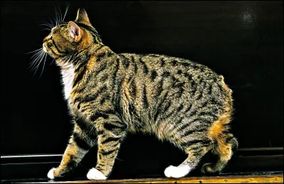 Quelle est cette race de chat ?