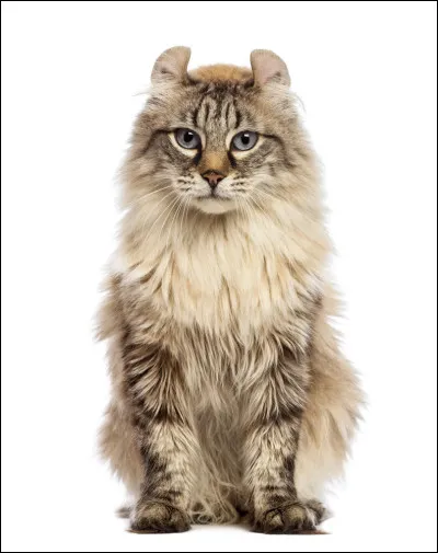 Quelle est cette race de chat ?