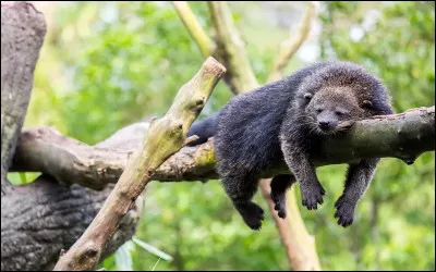 Animaux : Quel mammifère carnivore d'Asie est parfois appelé chat-ours ?