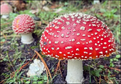 L'amanite tue-mouches est comestible.