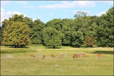 On me donne plusieurs noms, cerf d'eau chinois, cerf vampire entre autres, mais mon véritable nom est l'hydropote, retrouve-moi ci-dessous !