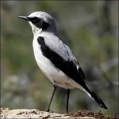Comment est le cavalier d'André De Toth, dans son film de 1954 ?