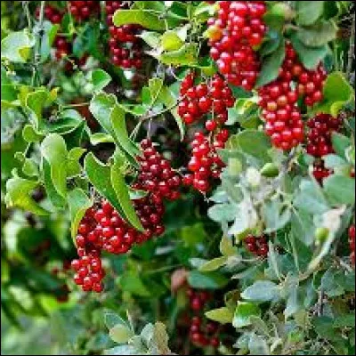 La salsepareille est la plante favorite des Schtroumpfs.