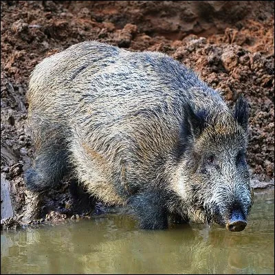 Quel suidé dAfrique possède des défenses recourbées vers le haut et mesurant jusquà 60 centimètres ?