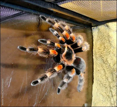 Pendant une nuit, tu te rends compte qu'il y a une grosse araignée au-dessus de toi, que fais-tu ?