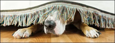 Si tu vois un monstre super flippant par ta fenêtre, et que tu es seul(e) chez toi, quelle est ta réaction ?