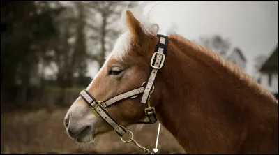 Quel est le nom de cette partie ?