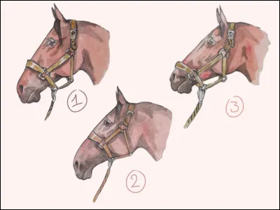 Sur quelle photo le licol est-il bien positionné ?